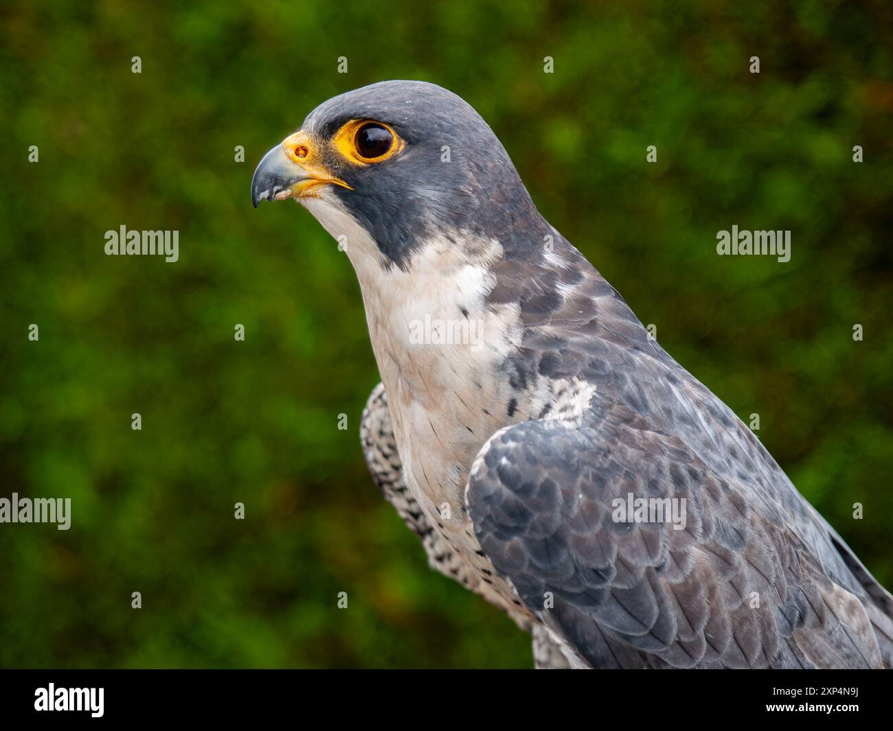 Peregrine Falcon. Gros plan d'oiseau mâle. Pays de Galles, Royaume-Uni. Banque D'Images