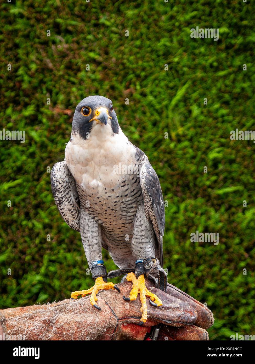 Peregrine Falcon. Montrant des griffes, des jesses et des anneaux sur ses jambes. Oiseau mâle assis sur la main gantée des fauconniers. Pays de Galles, Royaume-Uni. Banque D'Images