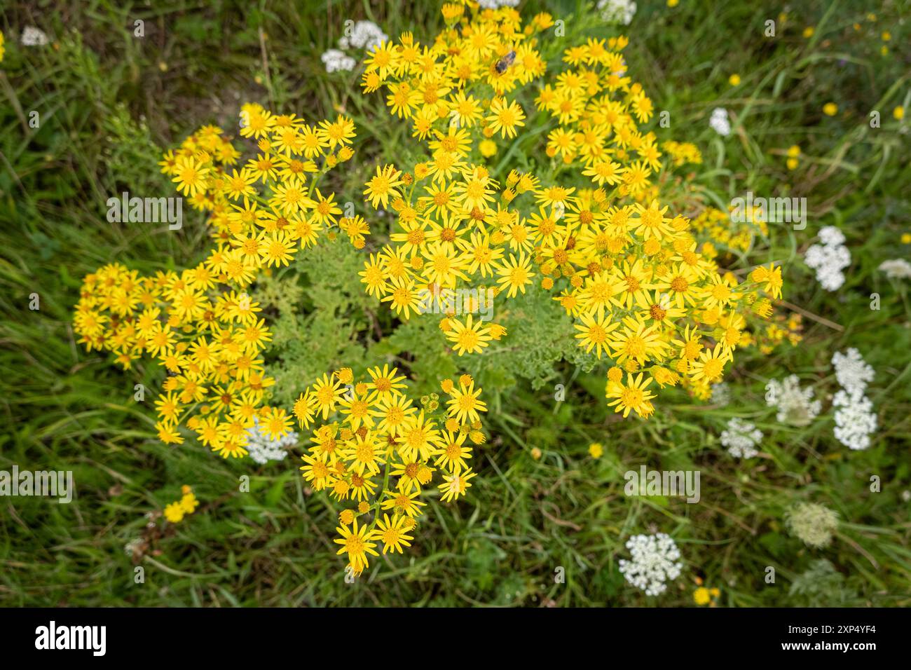 Giftige Wildblumen - Jakobs-Kreuzkraut im Seitenbereich einer Straße, Symbolfoto. DAS Jakobs-Kreutkraut - auch Jakobs-Greiskraut genannt kommt überall in Deutschland - vor allem auf Wildflächen und am Wegesrand vor, ist eine heimische Pflanzenart und verbreitet sich in den vergangenen Jahren zunehmend. gefährlich - weil giftig ist sie vor allem für Weidevieh. Auch im Winterfutter - également z.B. im Heu oder in Silage bleibt sie weiter toxisch und führt je nach aufgenommener Menge zu schweren Leberschäden bis hin zum Verenden von Rindern und Pferden. Région Weser-EMS Niedersachsen Deutschland *** P Banque D'Images