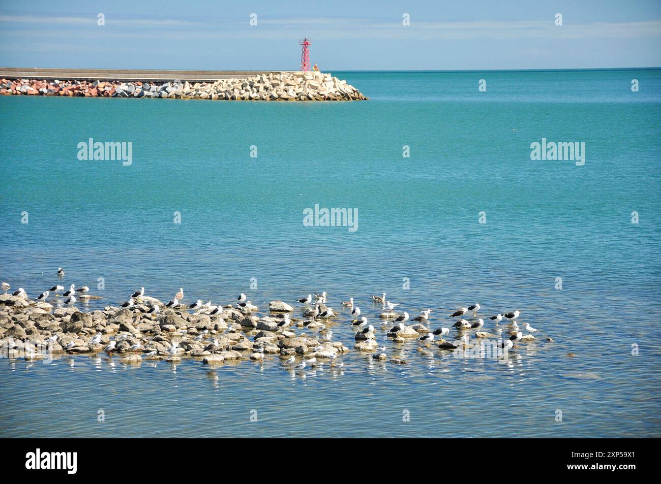 Scène côtière sereine avec des oiseaux de mer sur la rive rocheuse à Piriapolis, Uruguay Banque D'Images