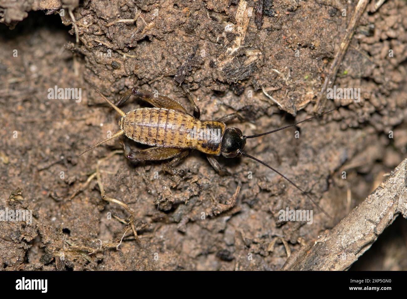 Cricket de terrain gryllus insecte nature lutte contre les ravageurs Camouflage printanier. Banque D'Images