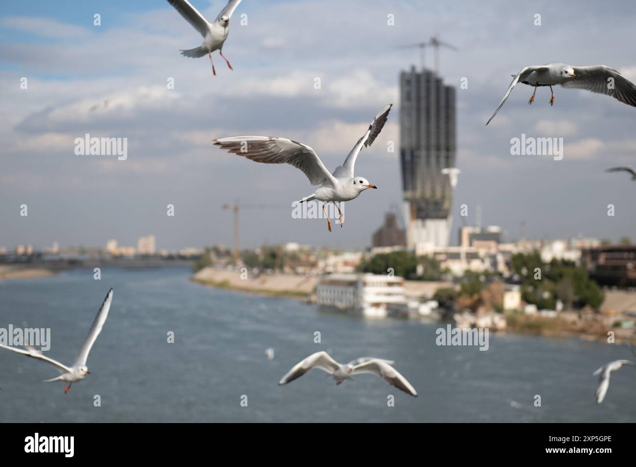 Les goélands survolent le Tigre à Bagdad Banque D'Images