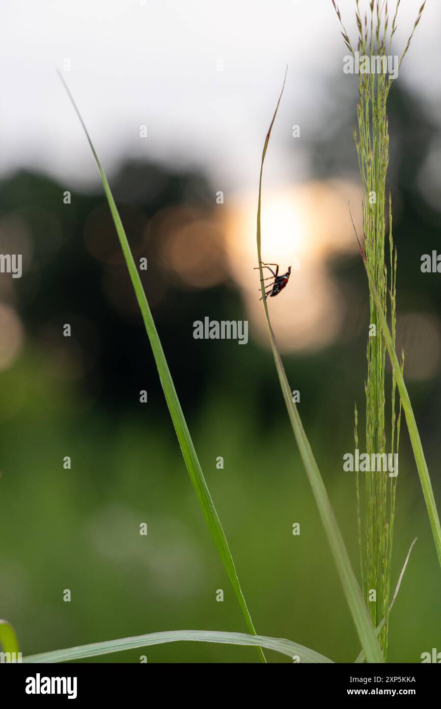 Bug Climbing Tall Piece of Grass Banque D'Images