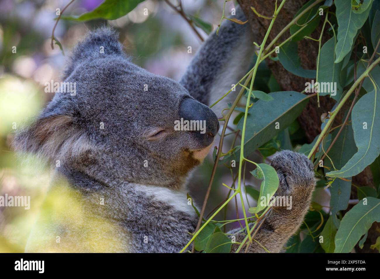 Gros plan de koala mangeant des feuilles d'eucalyptus Banque D'Images