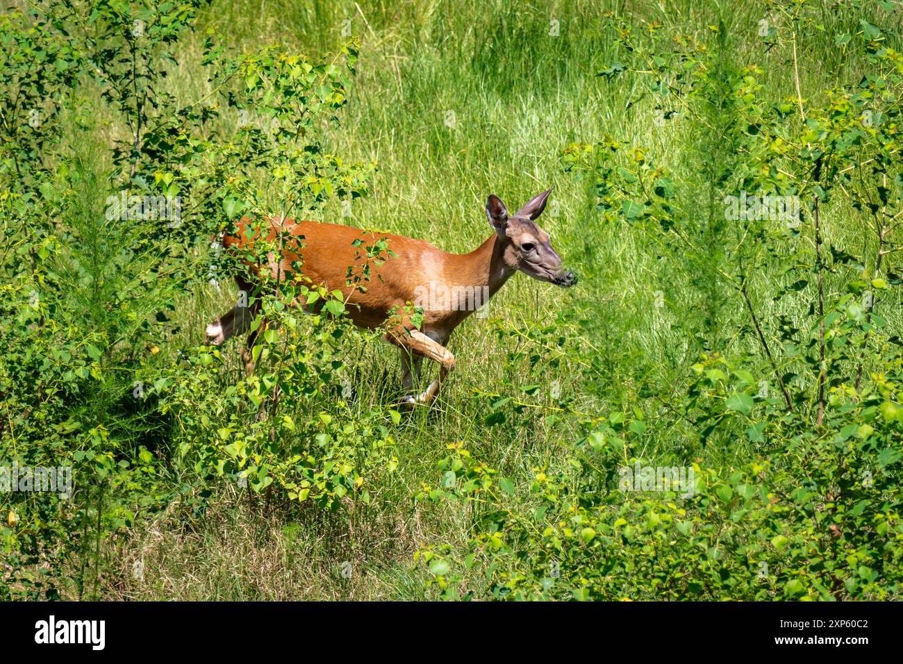 Pâturage des cerfs de queue blanche dans la région herbeuse Banque D'Images