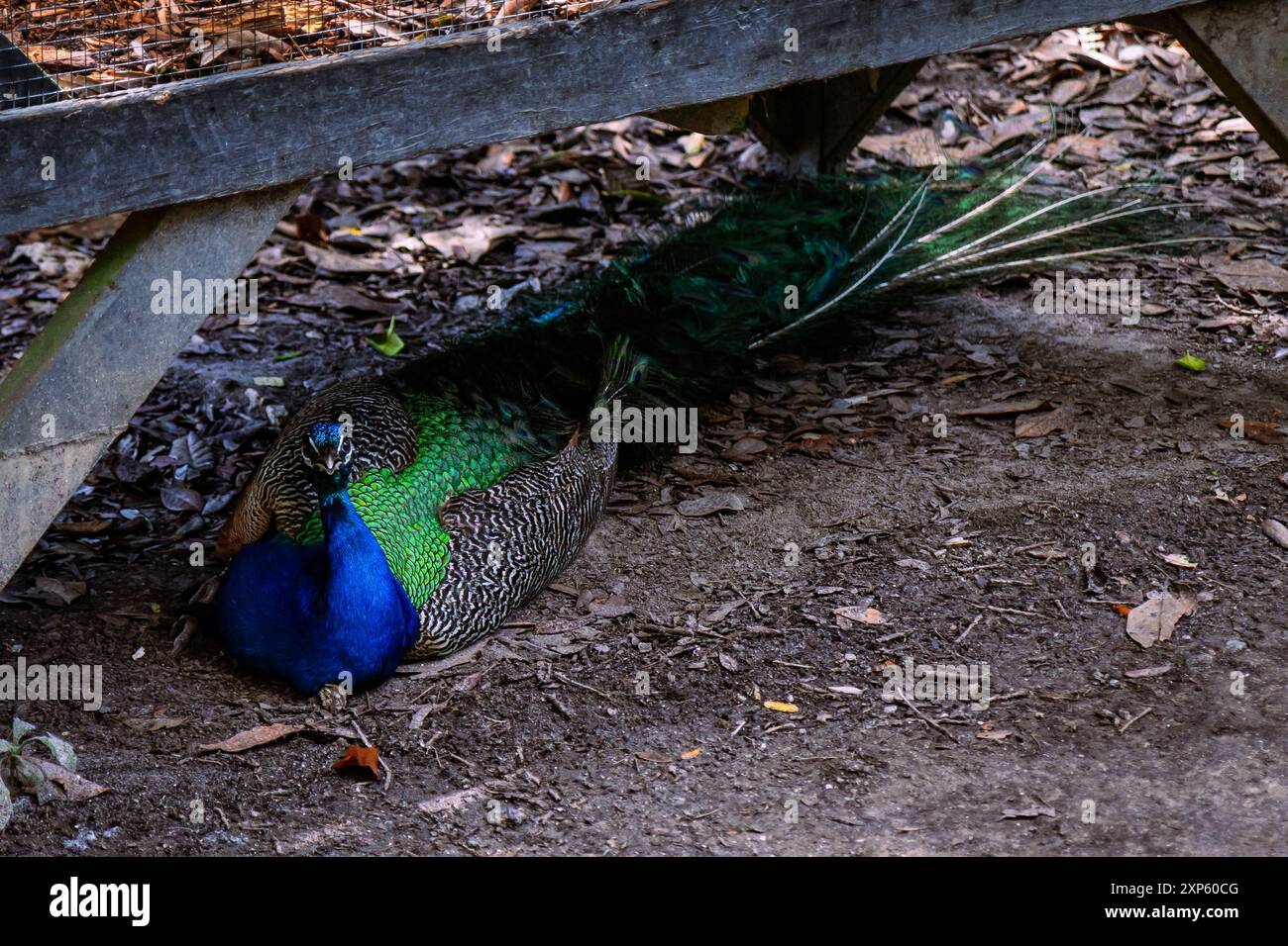 Peacock mâle marchant dans animal Pen Banque D'Images