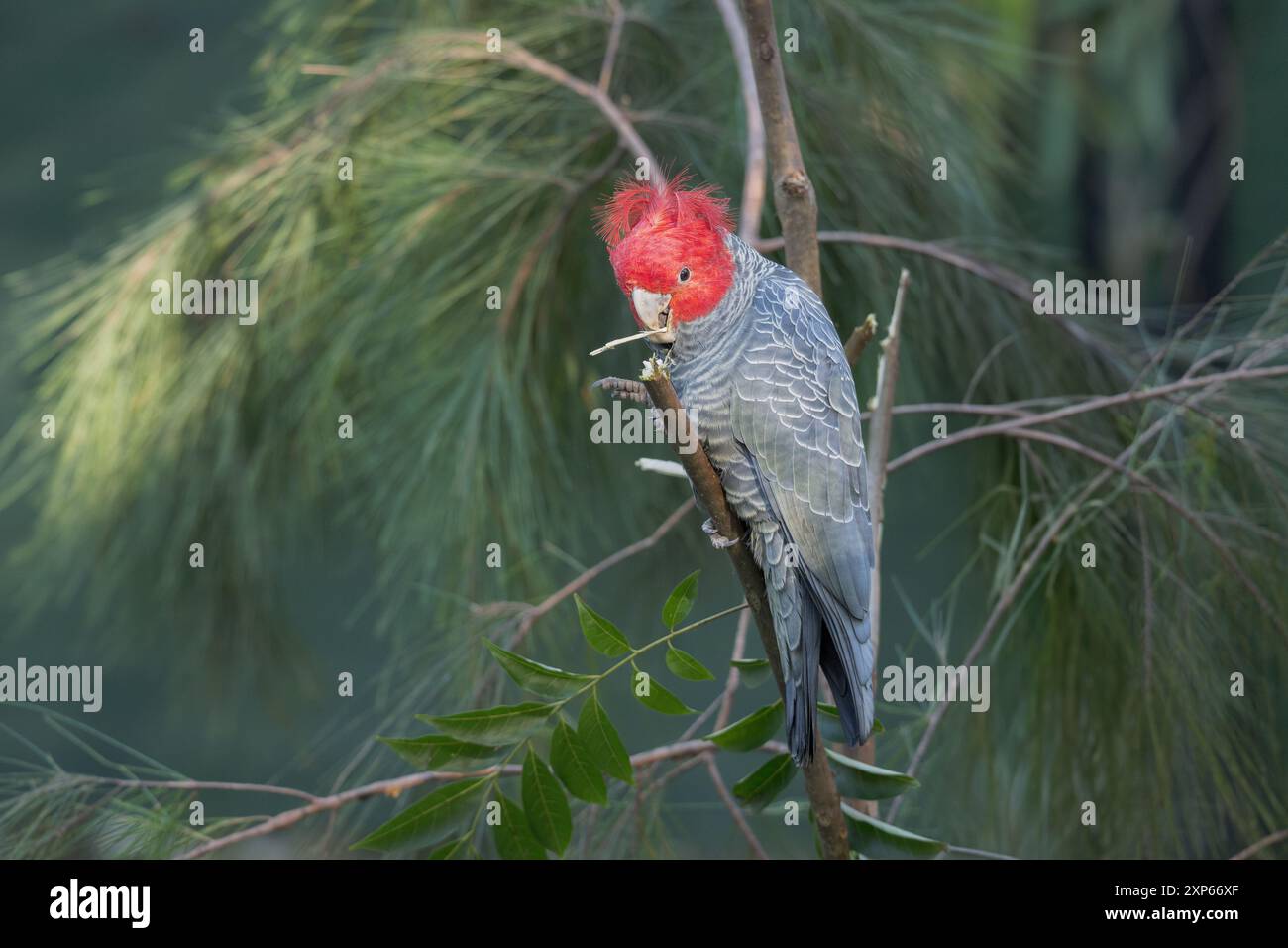 Un cacatoès mâle de Gang-gang, perché sur un arbre, commence à se nourrir d'une brindille succulente dans un habitat de forêt alpine en Nouvelle-Galles du Sud, en Australie. Banque D'Images