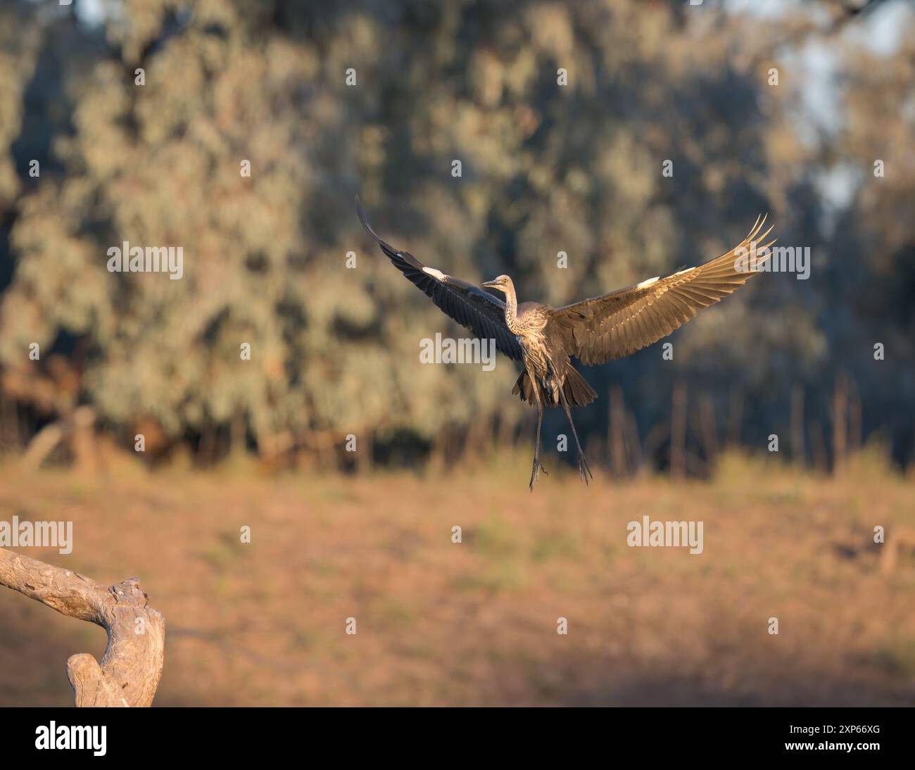 Un héron juvénile à col blanc, les ailes déployées, arrive au perchoir sur une souche d'arbre sur la rivière Darling dans le Back 0' Bourke, Australie. Banque D'Images