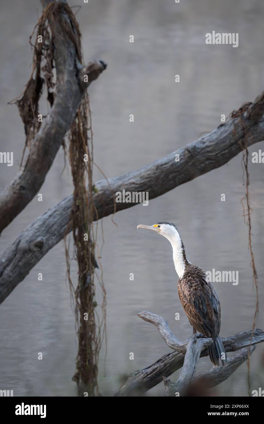 Encadré par les branches d'un arbre mort au-dessus des eaux de la rivière Darling, un Cormoran pied est perché tôt le matin vérifiant ses surroudings. Banque D'Images