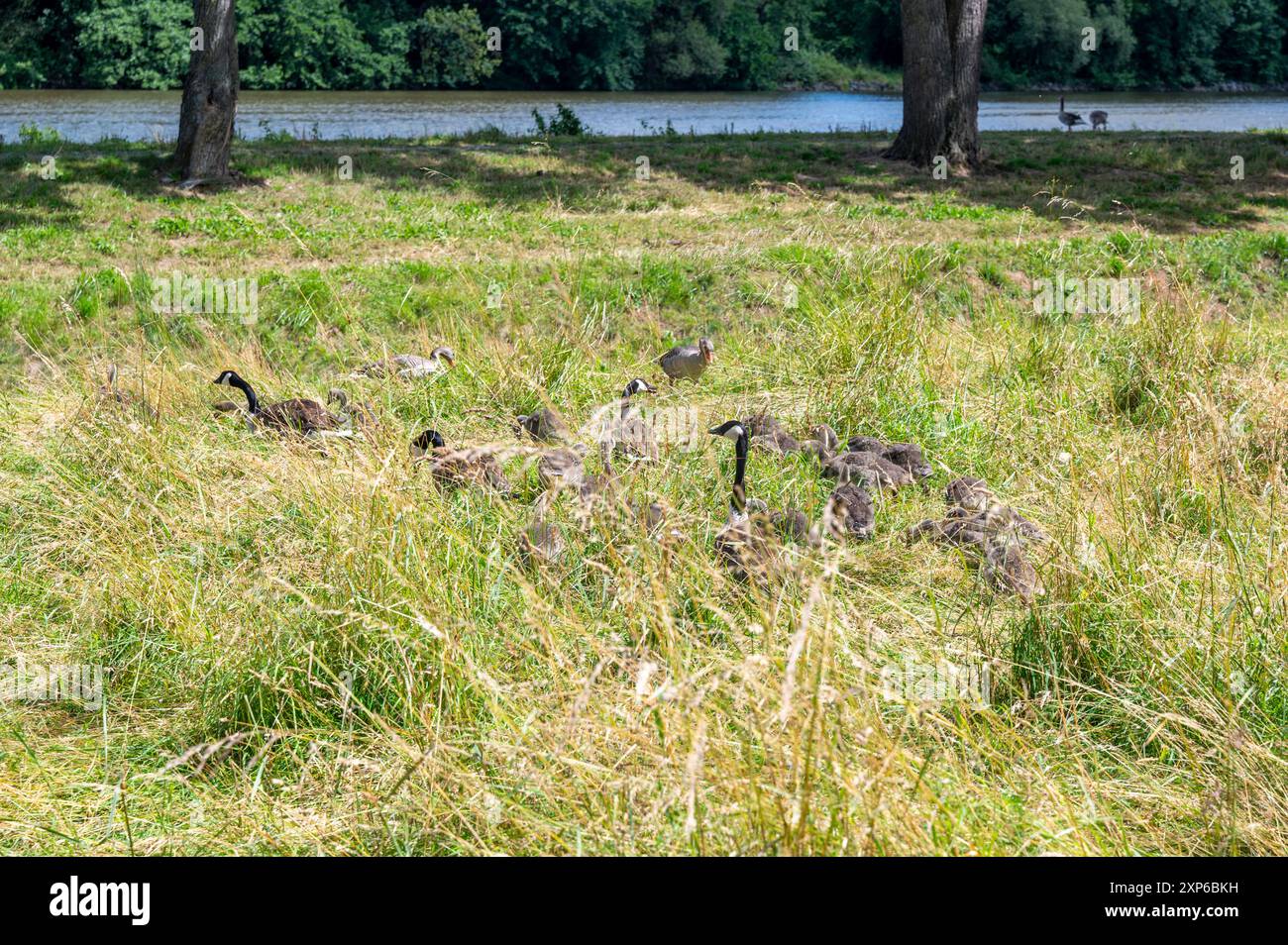 Certaines bernaches du Canada ( Branta canadensis ) et leurs poussins presque cachés dans les hautes herbes d'un pré sur la rive de la rivière Banque D'Images