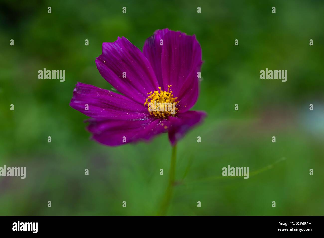 Fleur violette vibrante avec étamines jaunes réglées sur fond Bokeh Banque D'Images