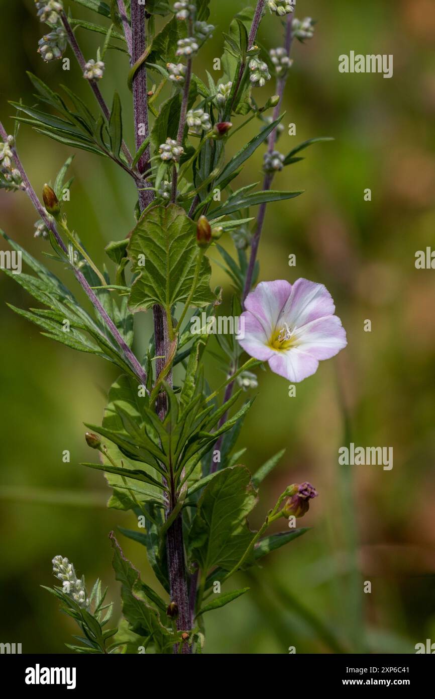 Un gros plan d'une seule fleur en fleur. Le champ bindweed est pris sur un fond flou naturel avec un espace pour le texte Banque D'Images