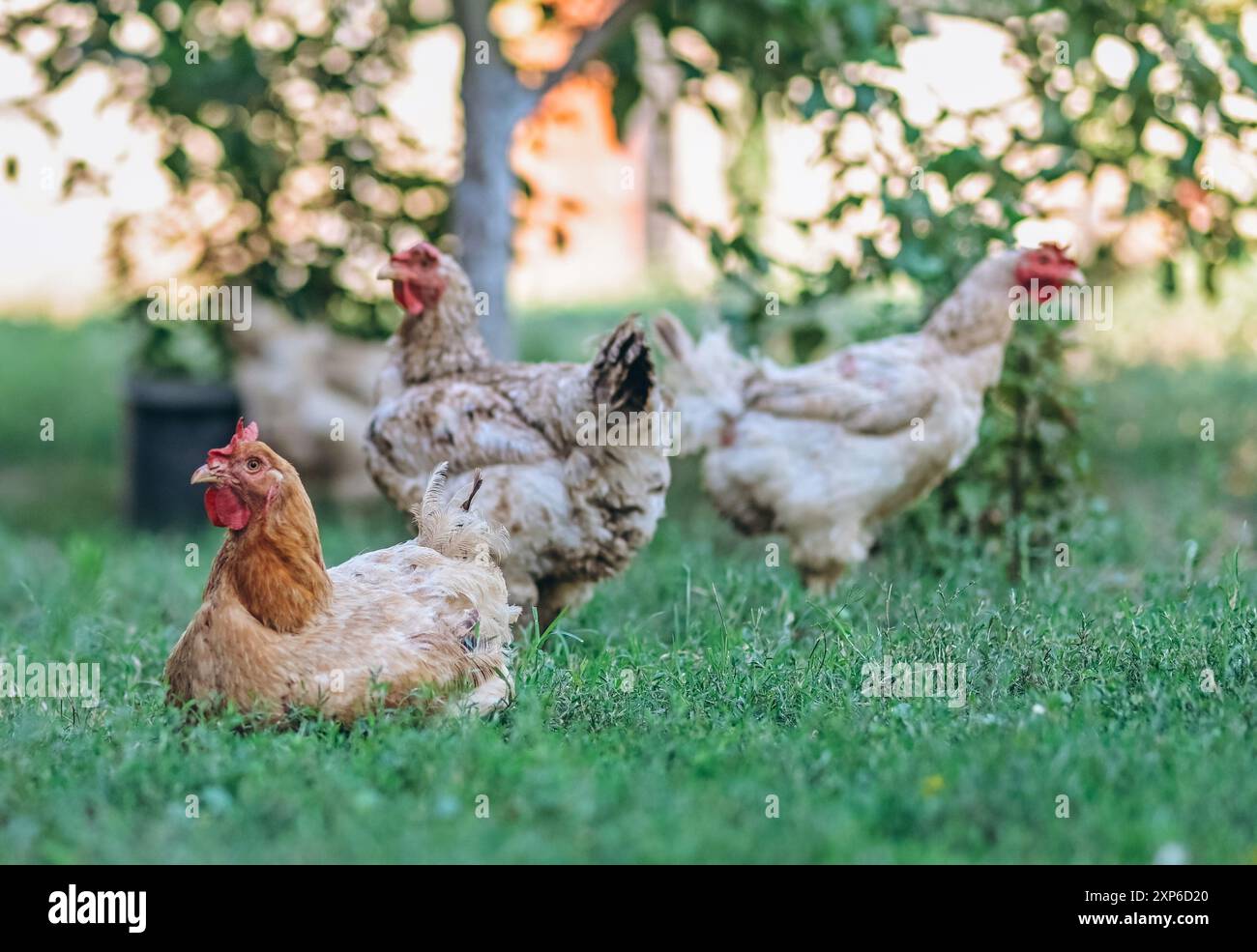 Poulet photographié dans la cour arrière dans son environnement naturel. Banque D'Images