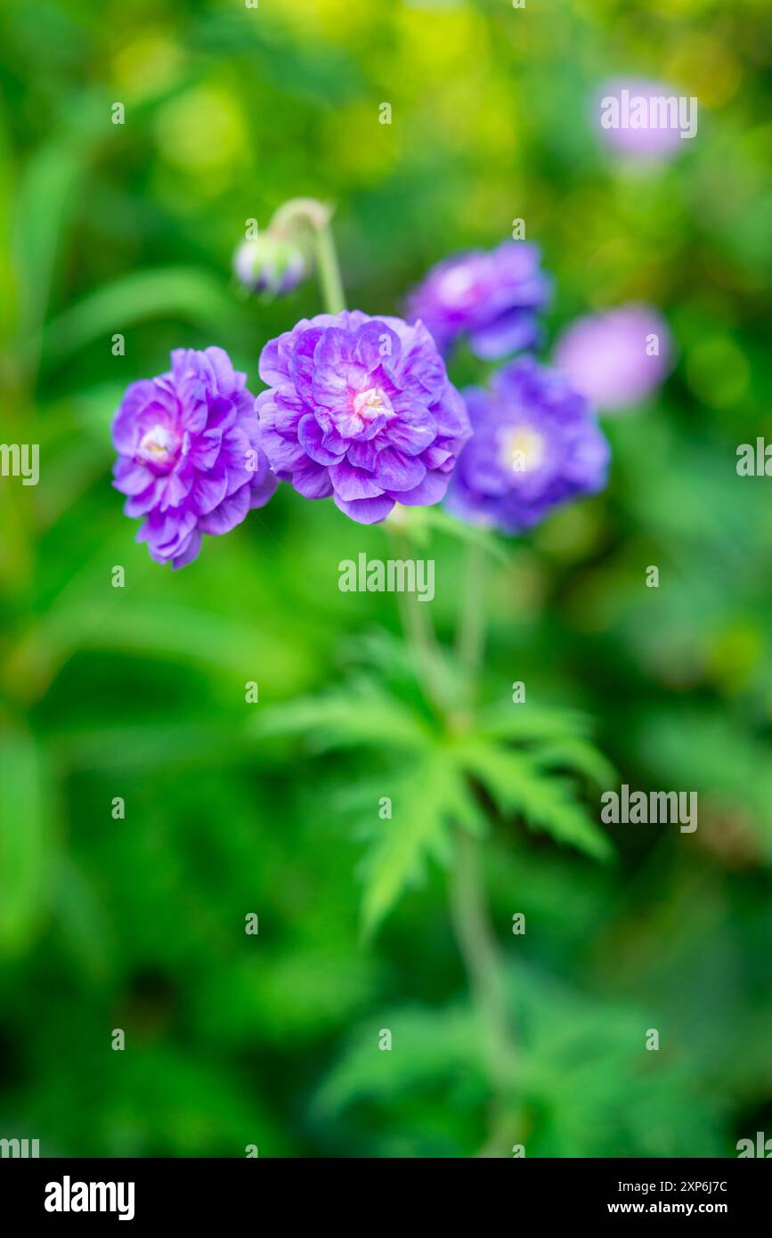 Géranium pratense 'Plenum violaceum' floraison dans un jardin d'été. Un Hardy Cranesbill avec de riches fleurs doubles violettes. Banque D'Images