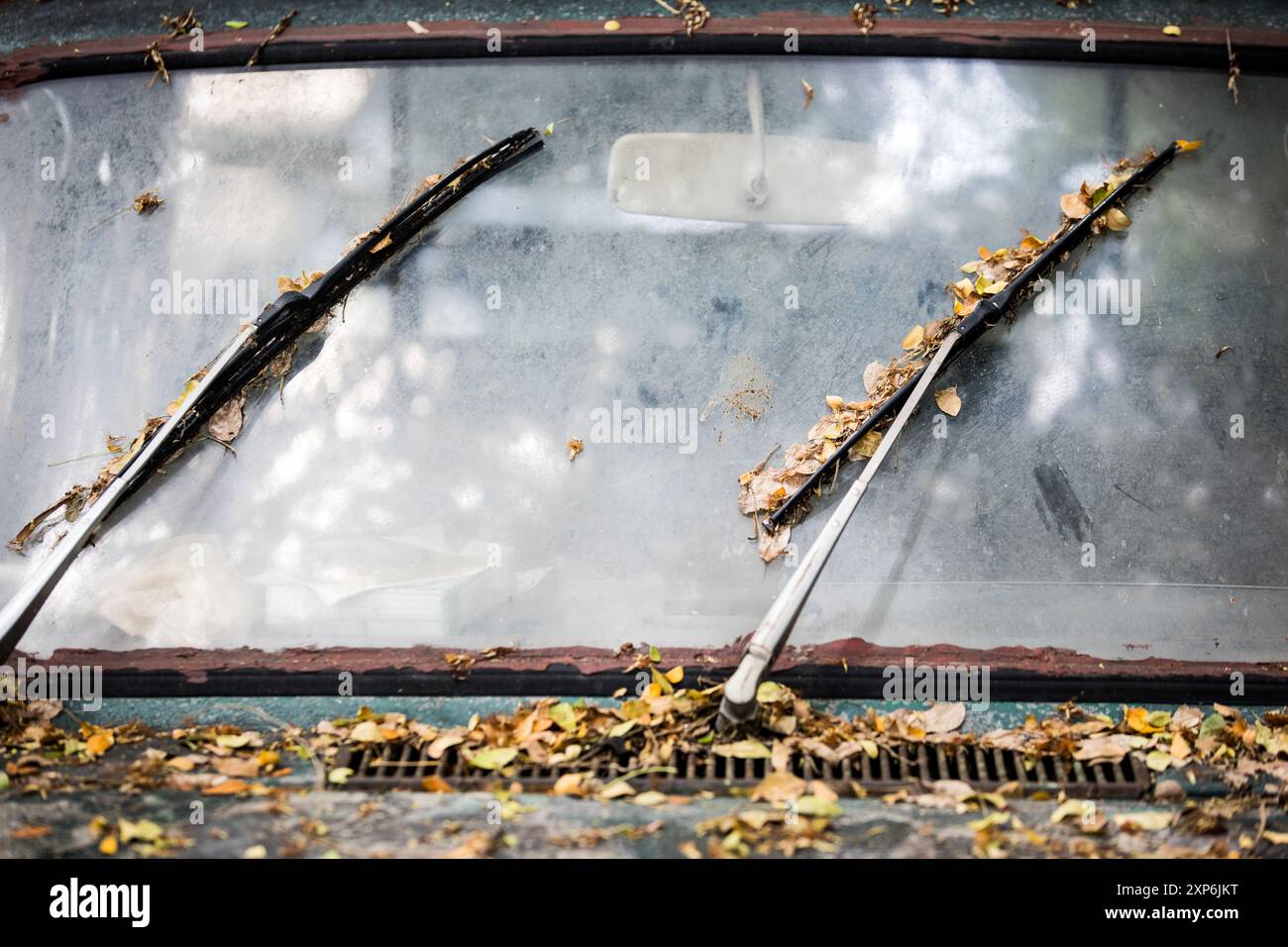 Vue de face d'une voiture verte abandonnée, feuilles sèches tombées sur l'essuie-glace, lumière du soleil brille sur le pare-brise sale. Banque D'Images Vue de face d'une voiture verte abandonnée, feuilles sèches tombées sur l'essuie-glace, lumière du soleil brille sur le pare-brise sale. Banque D'Images