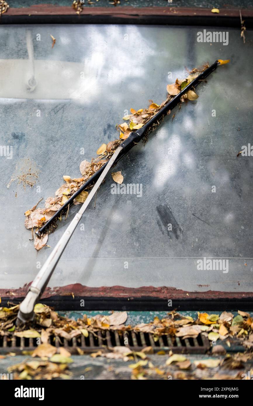 Vue de face d'une voiture verte abandonnée, feuilles sèches tombées sur l'essuie-glace, lumière du soleil brille sur le pare-brise sale. Banque D'Images Vue de face d'une voiture verte abandonnée, feuilles sèches tombées sur l'essuie-glace, lumière du soleil brille sur le pare-brise sale. Banque D'Images