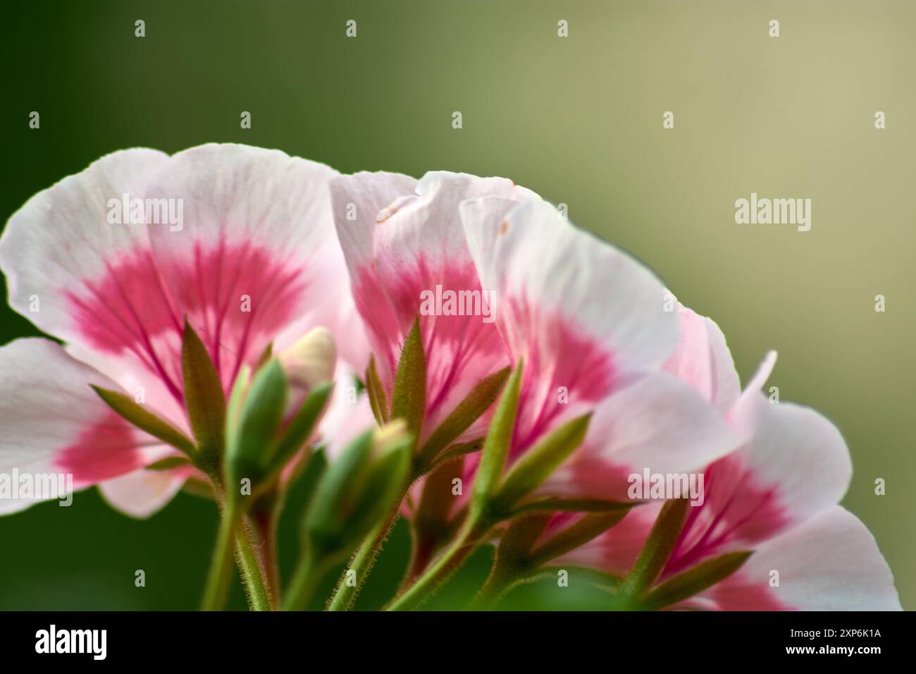 Cette image en gros plan capture la beauté unique d'une fleur de géranium blanche ornée de délicates teintes roses. Les pétales blancs doux, teintés de nuances o Banque D'Images