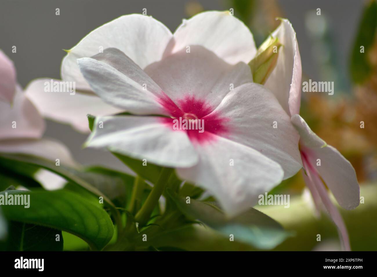 Cette image en gros plan capture la beauté saisissante d'une fleur blanche de pervenche de Madagascar, également connue sous le nom de Vinca, avec un centre rouge vif. Le pur Banque D'Images