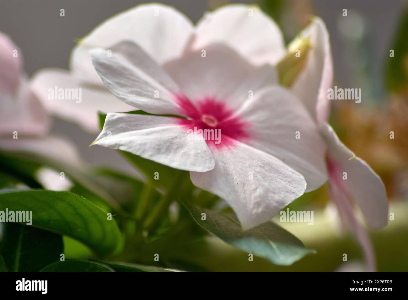 Cette image en gros plan capture la beauté saisissante d'une fleur blanche de pervenche de Madagascar, également connue sous le nom de Vinca, avec un centre rouge vif. Le pur Banque D'Images