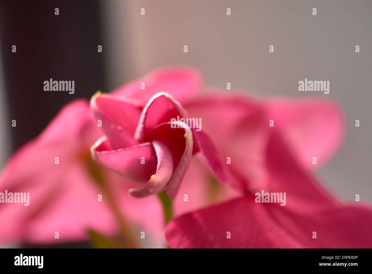 Cette image en gros plan capture la beauté saisissante d'une fleur de géranium rouge vif. Les pétales rouges éclatants, brillants d'intensité, dégagent un sentiment de pas Banque D'Images
