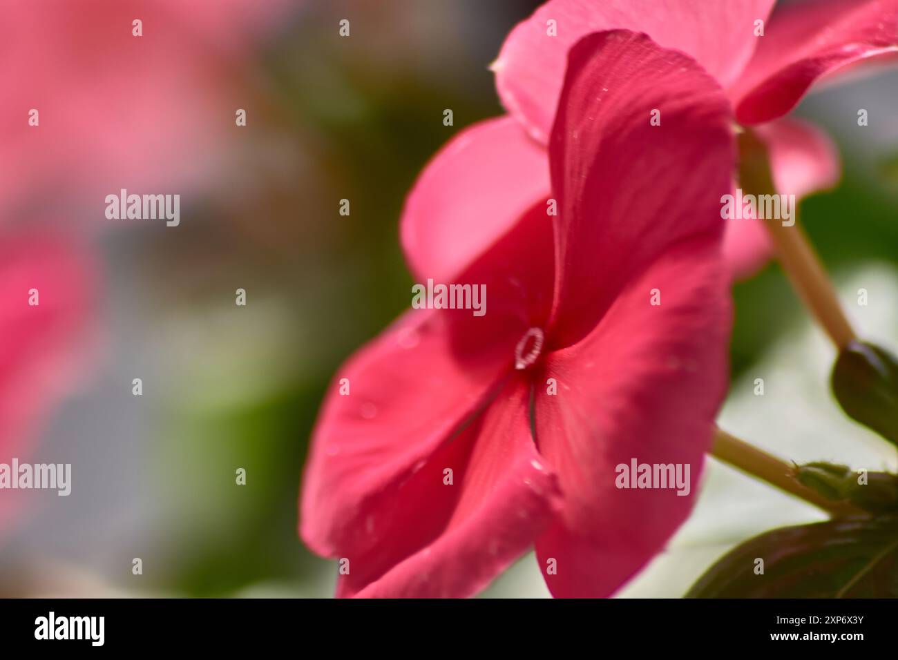 Cette image en gros plan capture la beauté saisissante d'une fleur de géranium rouge vif. Les pétales rouges éclatants, brillants d'intensité, dégagent un sentiment de pas Banque D'Images
