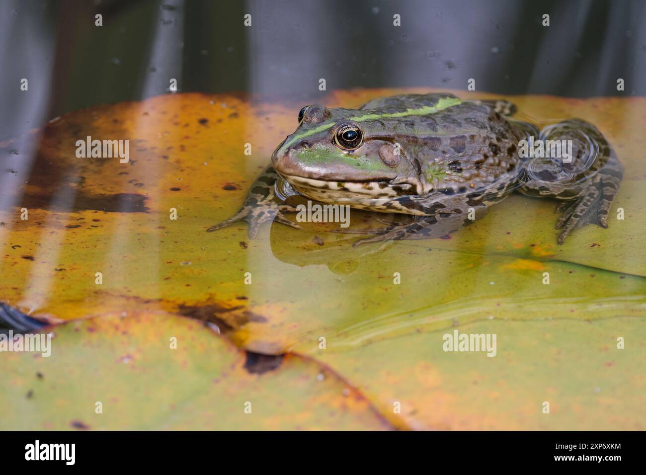 Grenouille de marais Rana ridibundus sur nénuphar vert corps crémeux blanc gorge taches foncées sur le corps et les jambes visage pointu ligne vert citron au centre du dos Banque D'Images