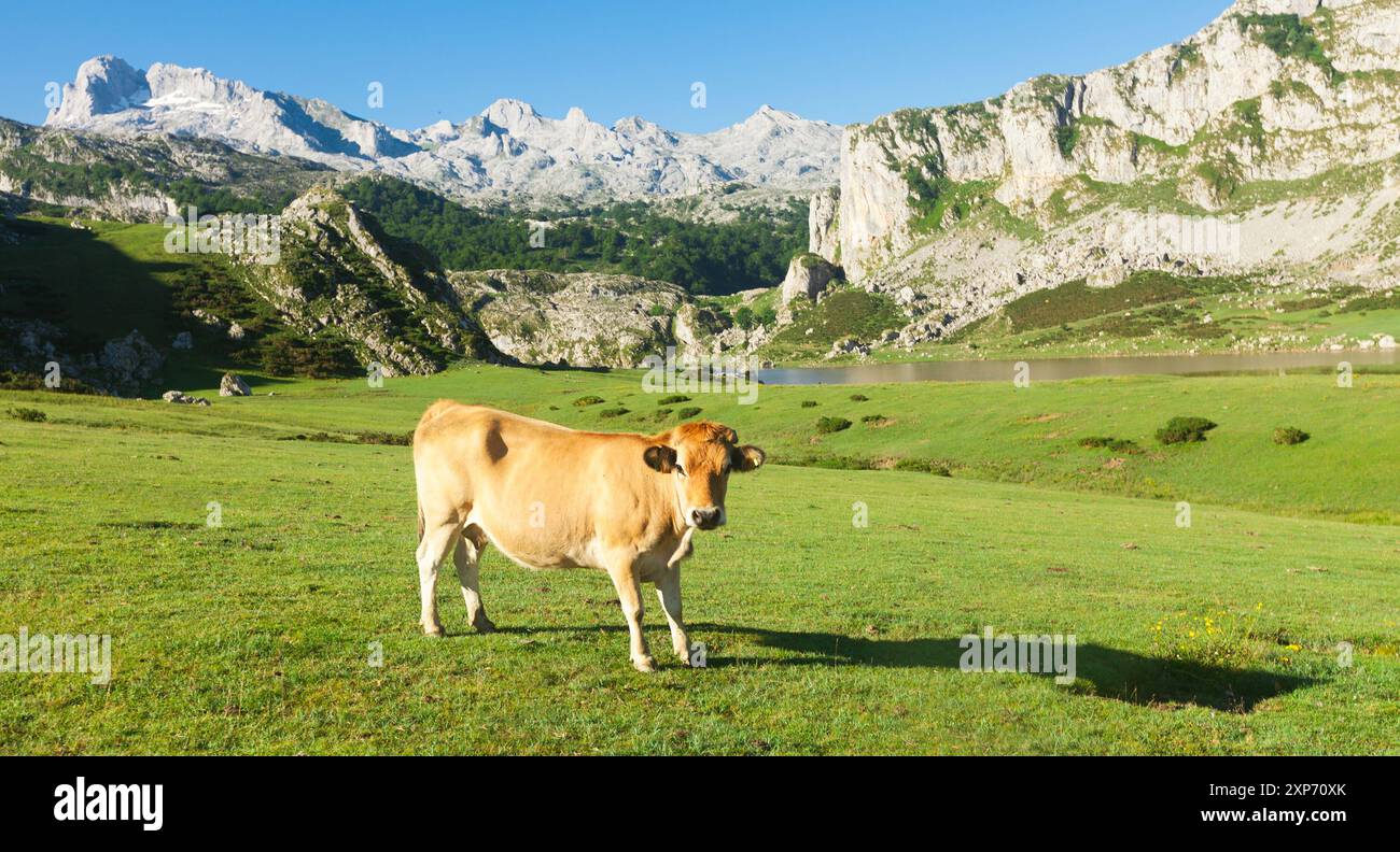 Vache de race montagneuse asturienne se trouve sur une pelouse dans un parc national Banque D'Images