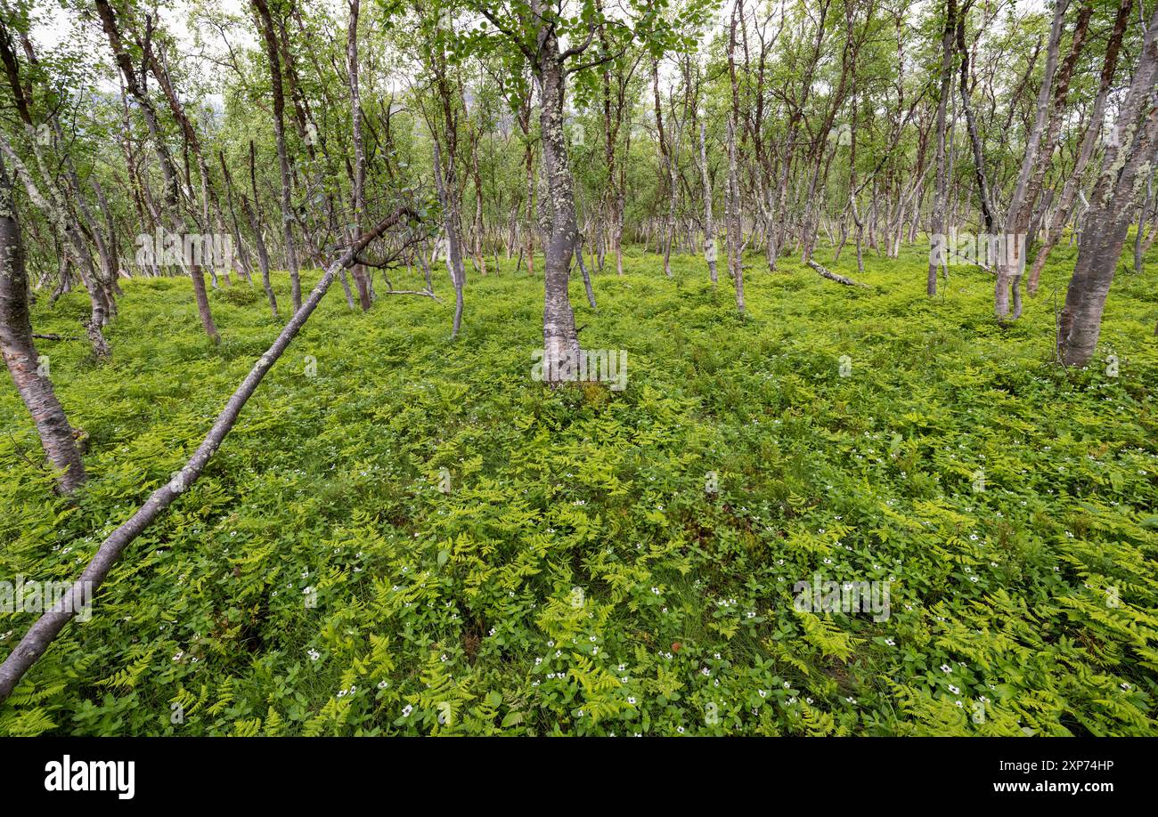 Forêt de bouleaux boréaux alpins Banque D'Images
