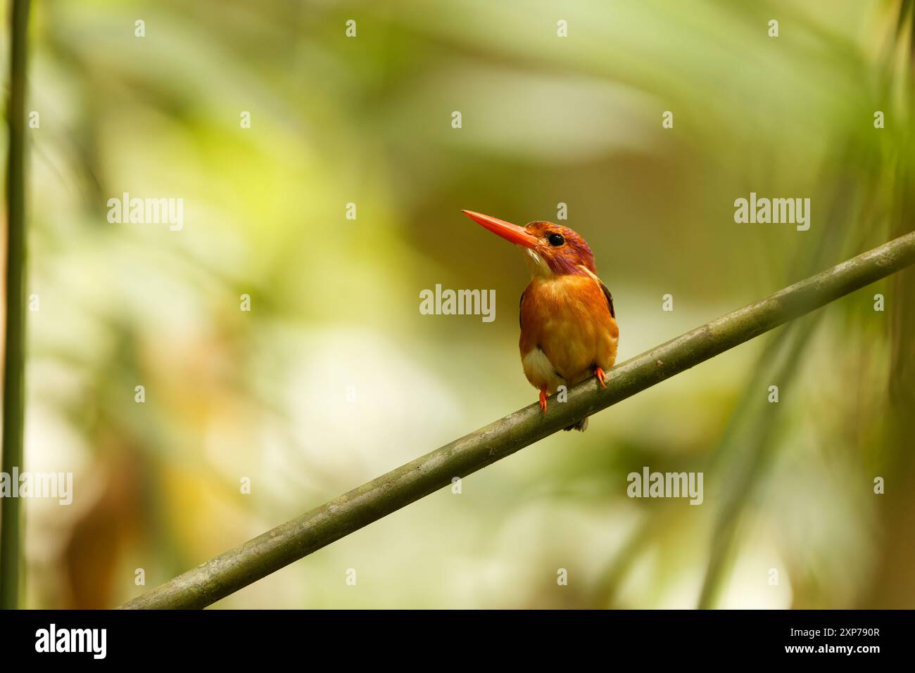 Ceyx fallax (Ceyx fallax) est une espèce d'oiseau de la famille des Alcedinidae endémique de l'île de Sulawesi, en Indonésie. Banque D'Images