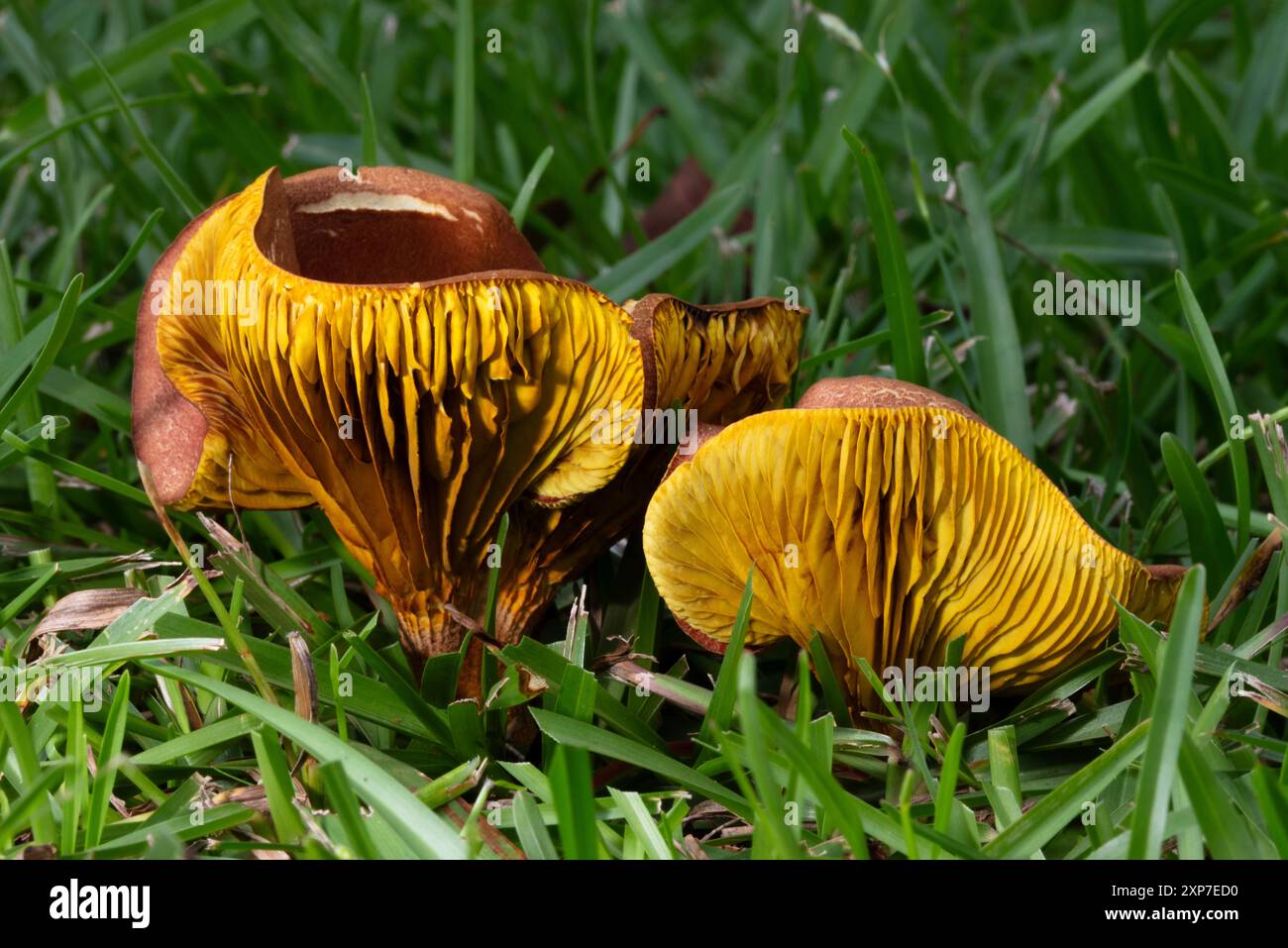 Deux champignons jaune vif et orange qui se démarquent dans la pelouse tôt le matin. Banque D'Images