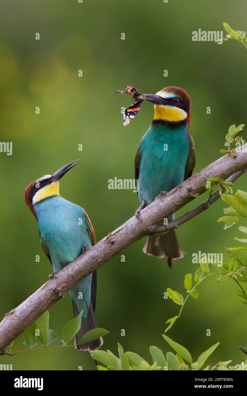 Bienenfresser, Merops apiaster, Guêpier d'Europe Banque D'Images