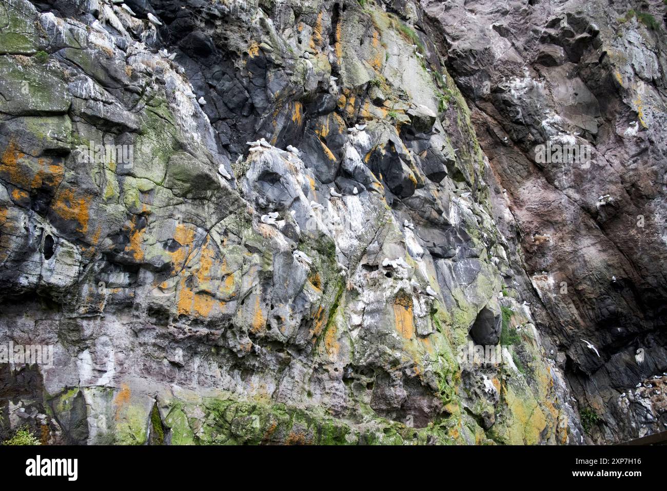 oiseaux de mer nichant sur la falaise sur la promenade côtière des gobbins comté d'antrim, irlande du nord, royaume-uni Banque D'Images