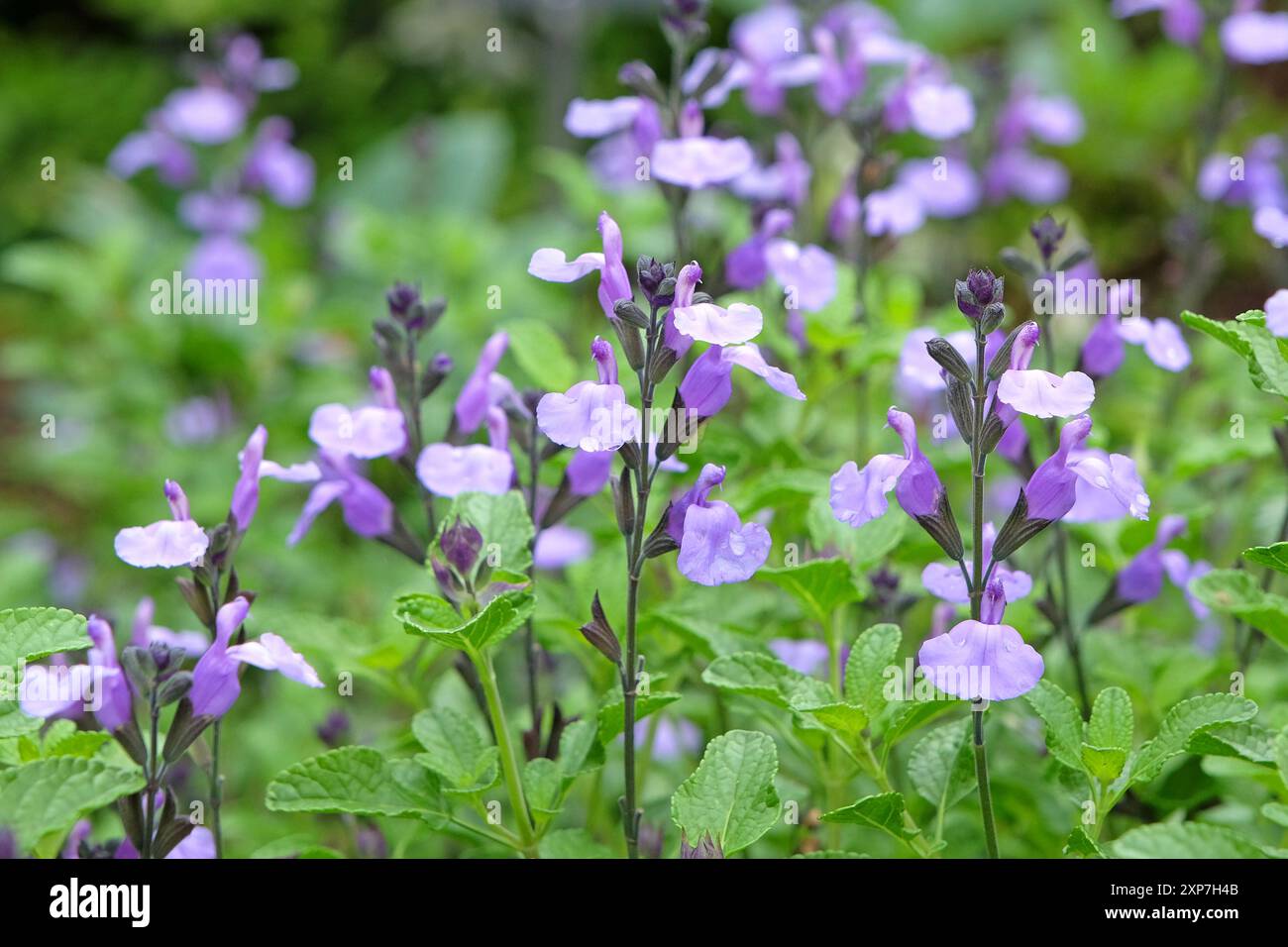 Salvia sauge «So Cool pale Blue» en fleur. Banque D'Images