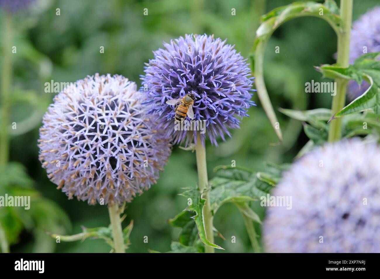 Une abeille solitaire assise sur le chardon globe Echinops bannaticus «Taplow Blue» en fleur Banque D'Images