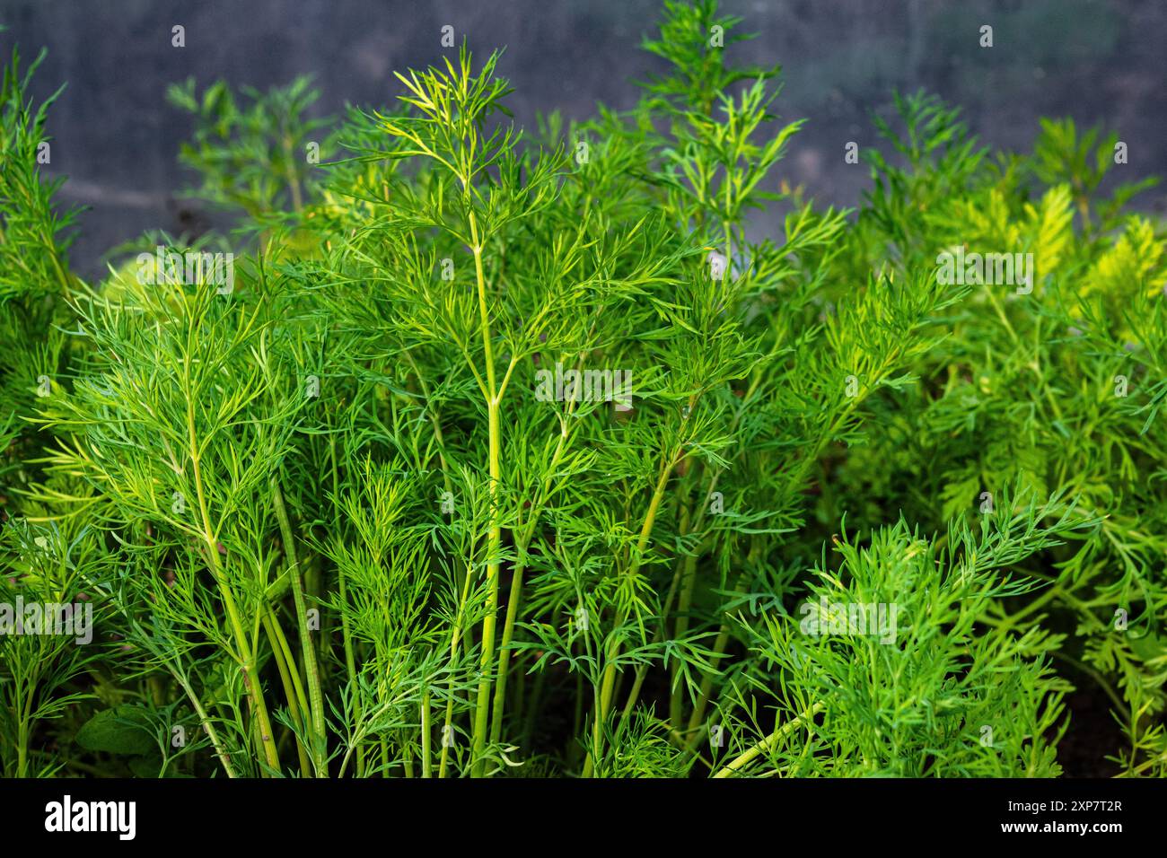 Jeunes plantes d'aneth dans le sol, plantation dans le jardin de campagne. Faire pousser du fenouil Banque D'Images