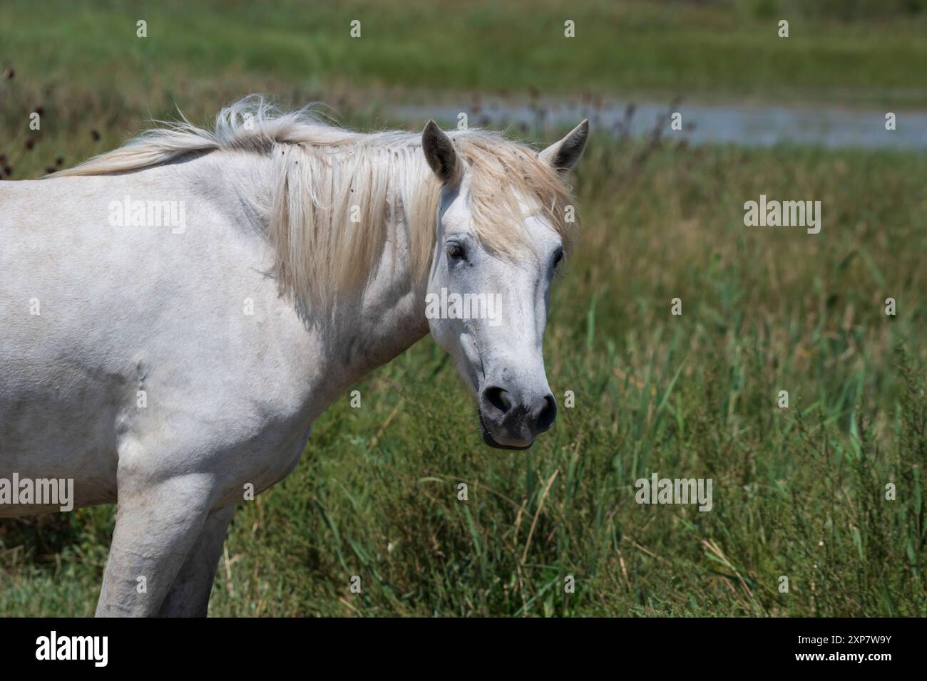 Beau cheval blanc de Camargue regardant la caméra, sud de la France Banque D'Images