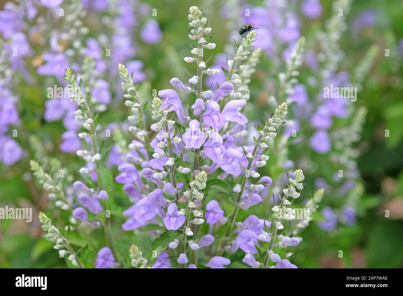 Bleu pâle Scutellaria incana, la calotte crânienne ou la calotte crânienne duveteuse en fleur. Banque D'Images