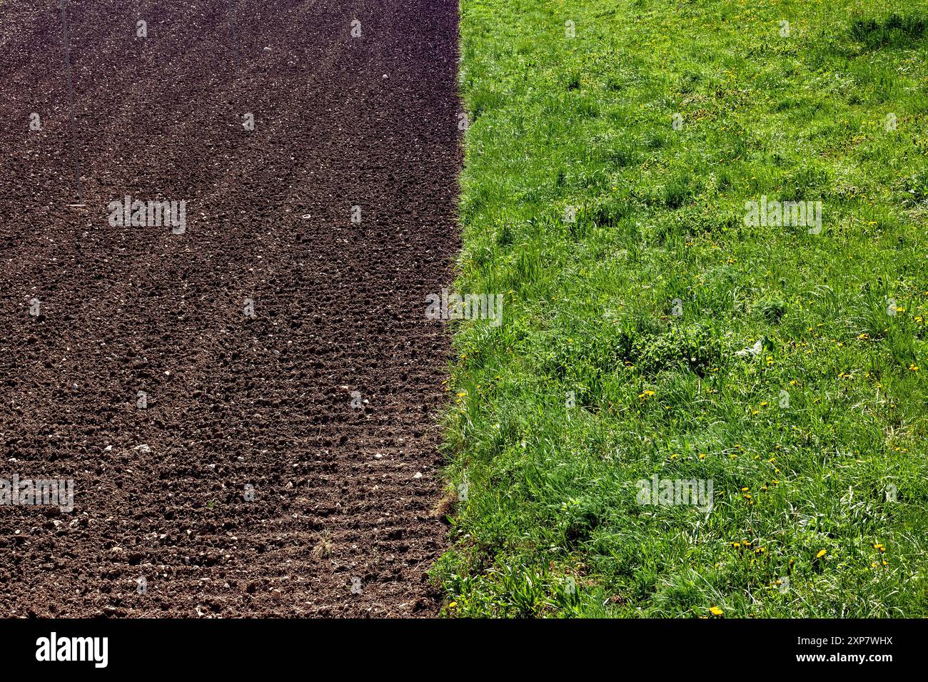 Contraste marqué entre le sol fraîchement labouré et l'herbe verte luxuriante dans le bassin printanier au-dessous de Manzano, Trentin-Haut-Adige, Italie du Nord Banque D'Images