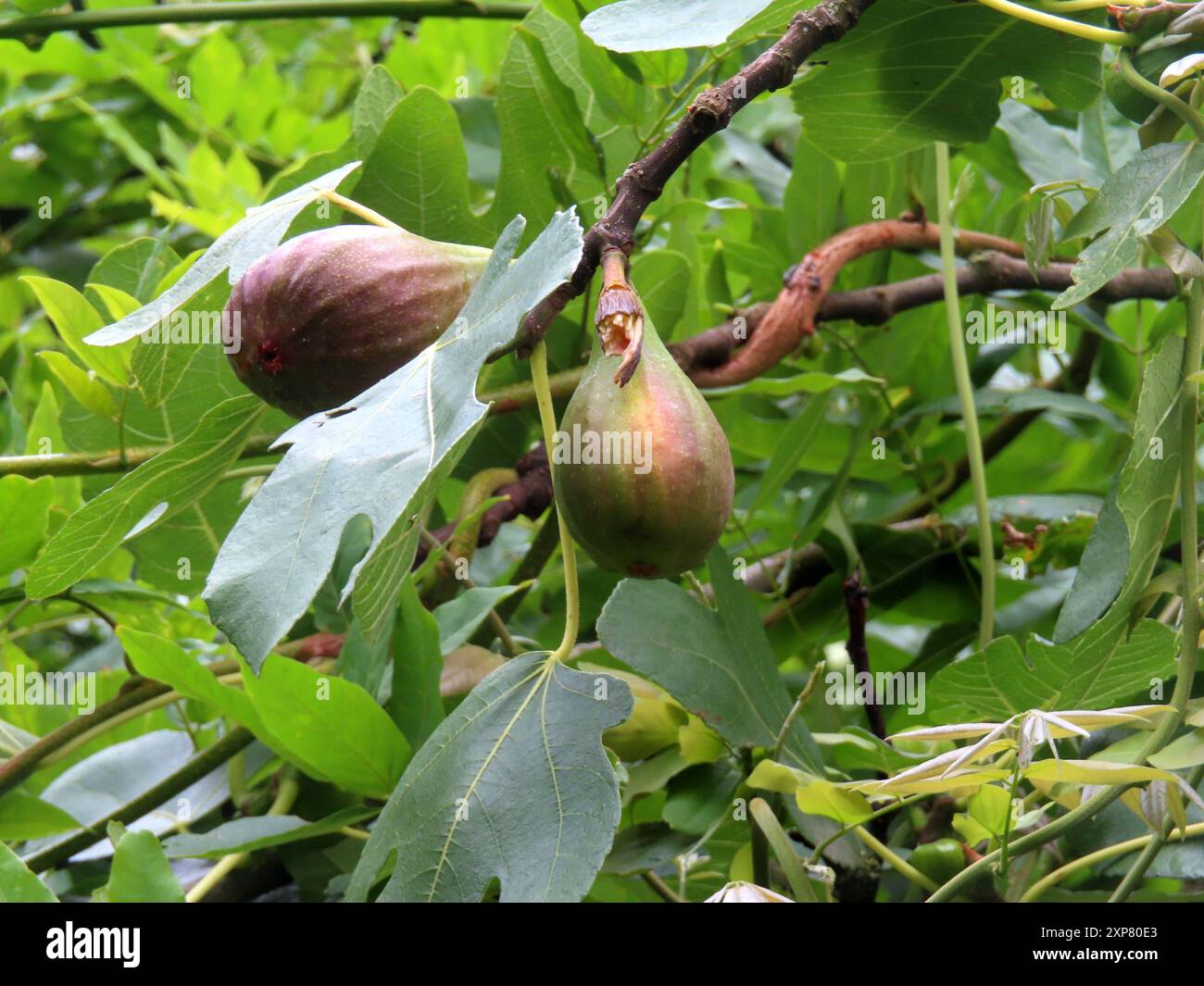 ...Sieht doch gut aus, was da SO am Feigenbaum heranreift... Feigen à Reife *** semble bon, ce qui mûrit sur le figuier Figs à maturité Banque D'Images