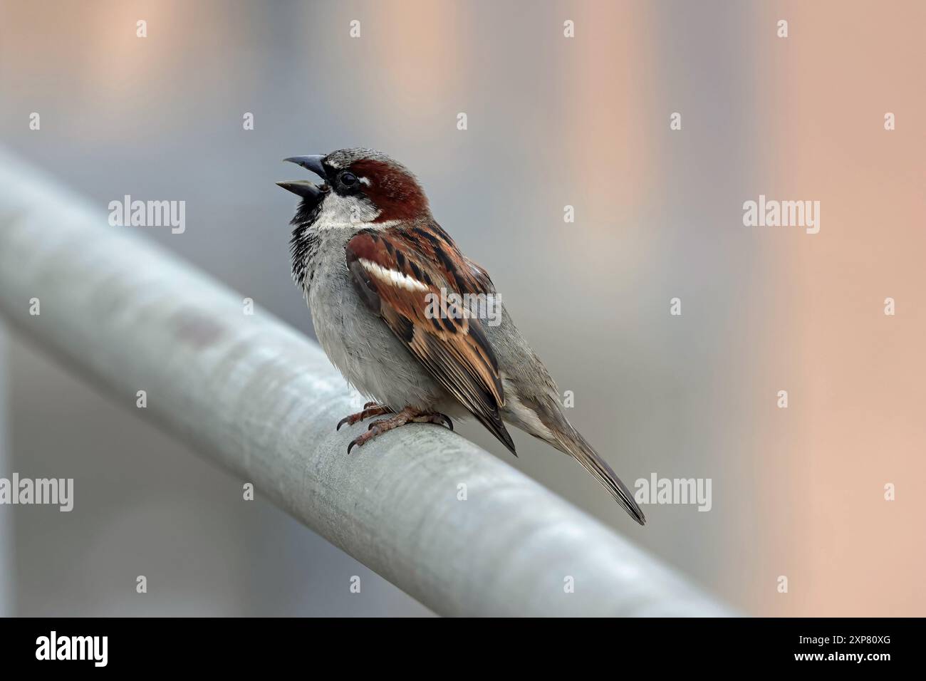 A House Sparrow (passer domesticus) Banque D'Images