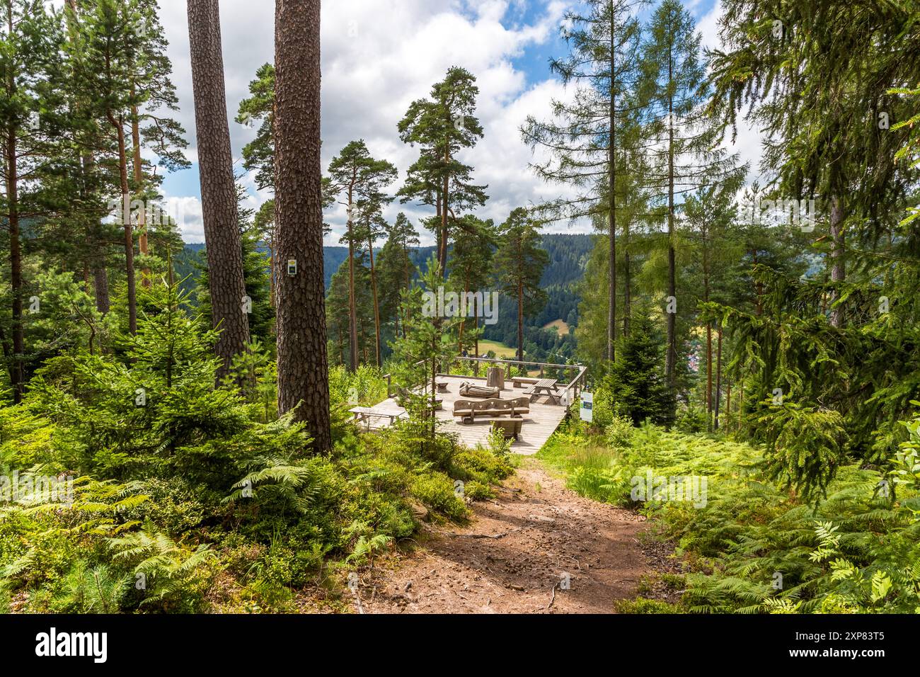 Plate-forme de myrtilles sur le sentier de randonnée premium de 12,7 km de long 'Heidelbeerweg' (Blueberry Trail), qui mène à travers des paysages rocheux couverts de mousse et des champs de myrtilles. Les panneaux d'information le long du sentier fournissent également de l'information sur les bleuets et leur importance dans la région. Bureau d'enregistrement extérieur de la municipalité de Enzklösterle, Bad Wildbad, Bade-Württemberg, Allemagne Banque D'Images
