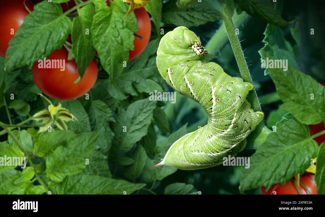 Tomate Hornworm chenille verte mangeant des feuilles de tomates comme ravageur du jardin causant des dommages au jardinage et à l'agriculture comme entomologie et biologie Banque D'Images