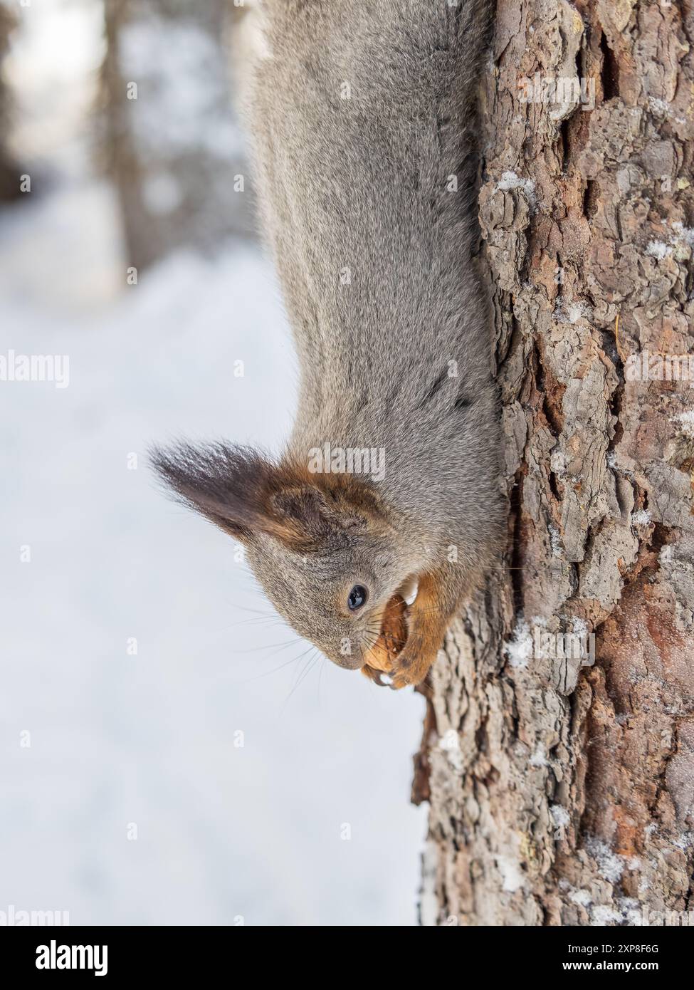 Un écureuil se trouve à l'envers sur un arbre en hiver et mange un écrou. Écureuil rouge eurasien, Sciurus vulgaris Banque D'Images