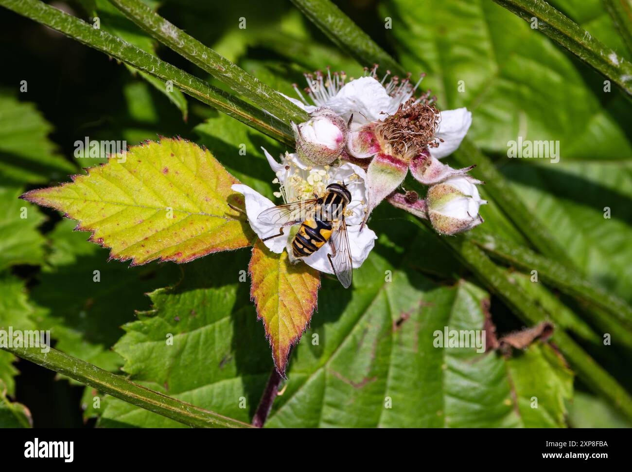 Hoverfly 'Helophilus pendulus' se nourrissant de fleurs de mûre ou de bramble. Wicklow, Irlande Banque D'Images