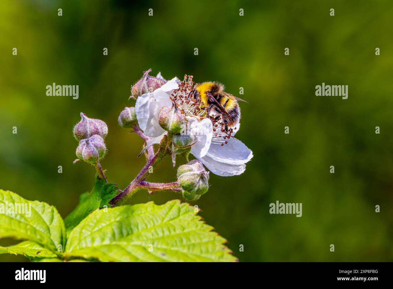 Bumblebee ou 'Early Bumblebee', mâle 'Bombus pratorum' se nourrissant de mûre blanche ou de fleur de bramble. Wicklow, Irlande Banque D'Images