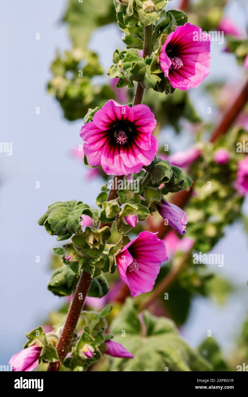 La mauve des arbres 'Malva arborea' fleurit pendant la saison estivale. Fleurs sauvages le long de la côte à Wicklow, Irlande Banque D'Images