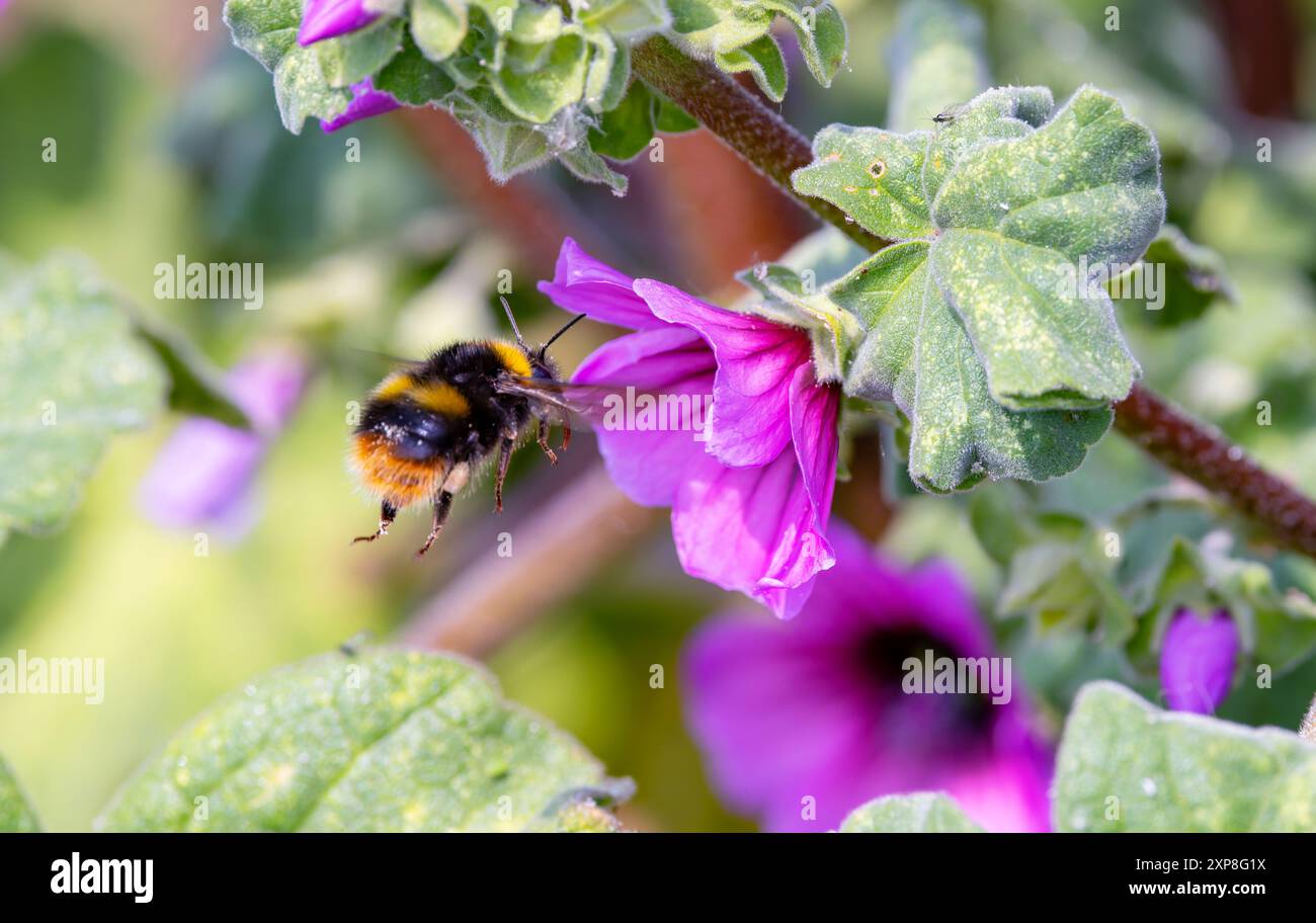 Bumblebee précoce 'Bombus pratorum' se nourrissant de fleurs roses de la mauve sauvage 'Malva arborea'. Un insecte volant. Wicklow, Irlande Banque D'Images