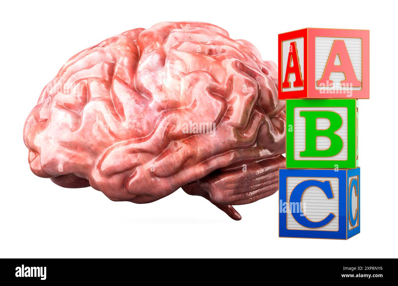 Concept de développement précoce. Cerveau avec ABC Wooden Blocks Alphabet Letters Learning Block Set. Rendu 3D isolé sur fond blanc Banque D'Images