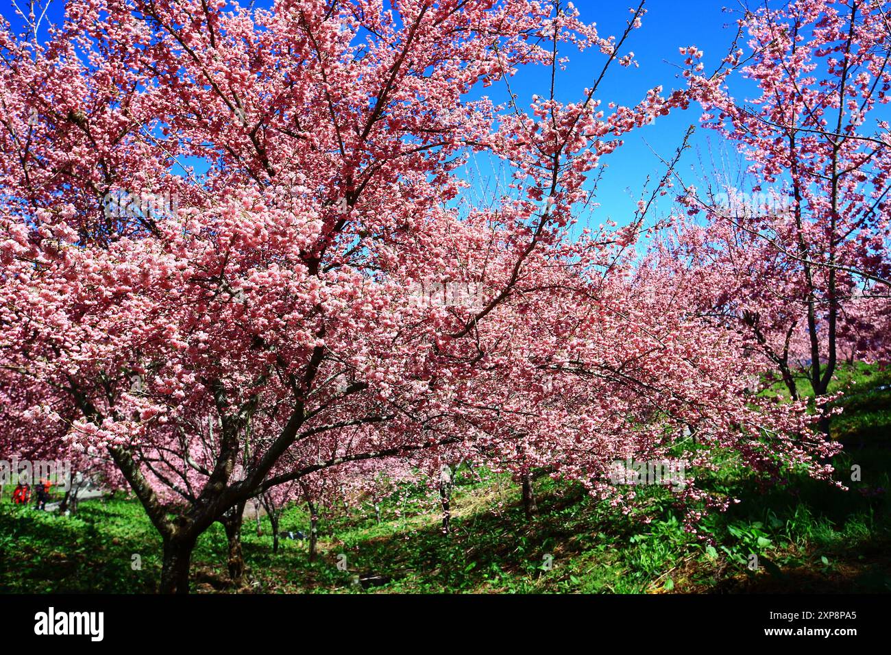 Fleurs de cerisier fleurissant sur les branches avec fond de ciel bleu à la journée ensoleillée Banque D'Images