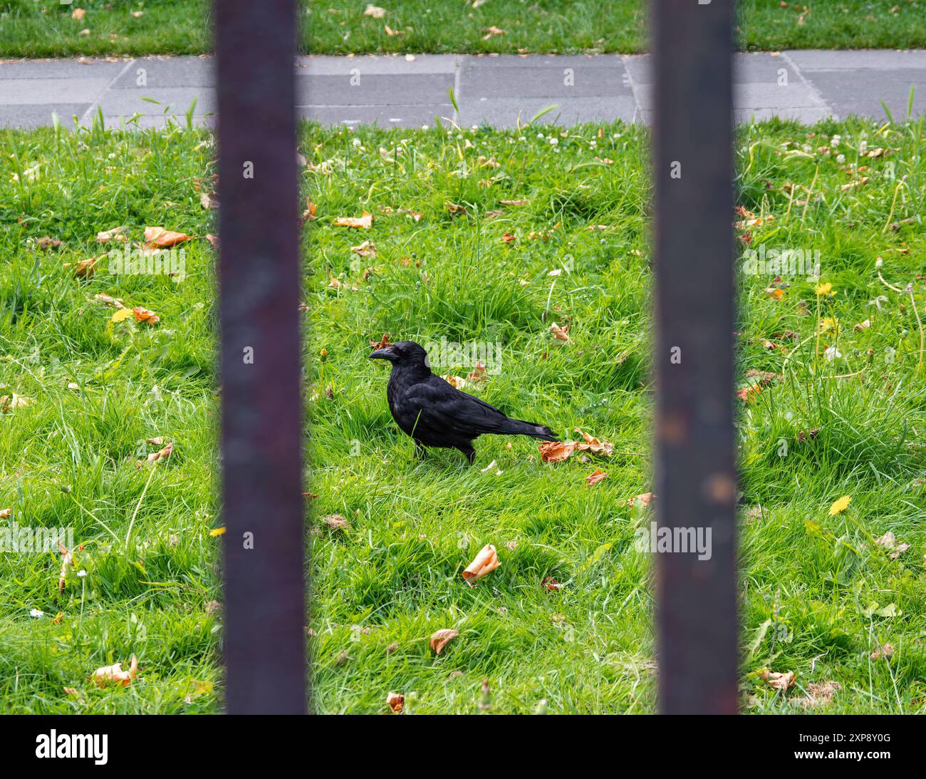 Cueillette de corbeaux à l'herbe, cadre paisible du parc. Banque D'Images